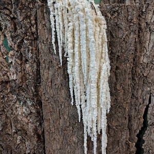 May include: White dried amaranth flower stems hanging against a wood background. The text "Unbleached Natural" is on a white label below the stems.