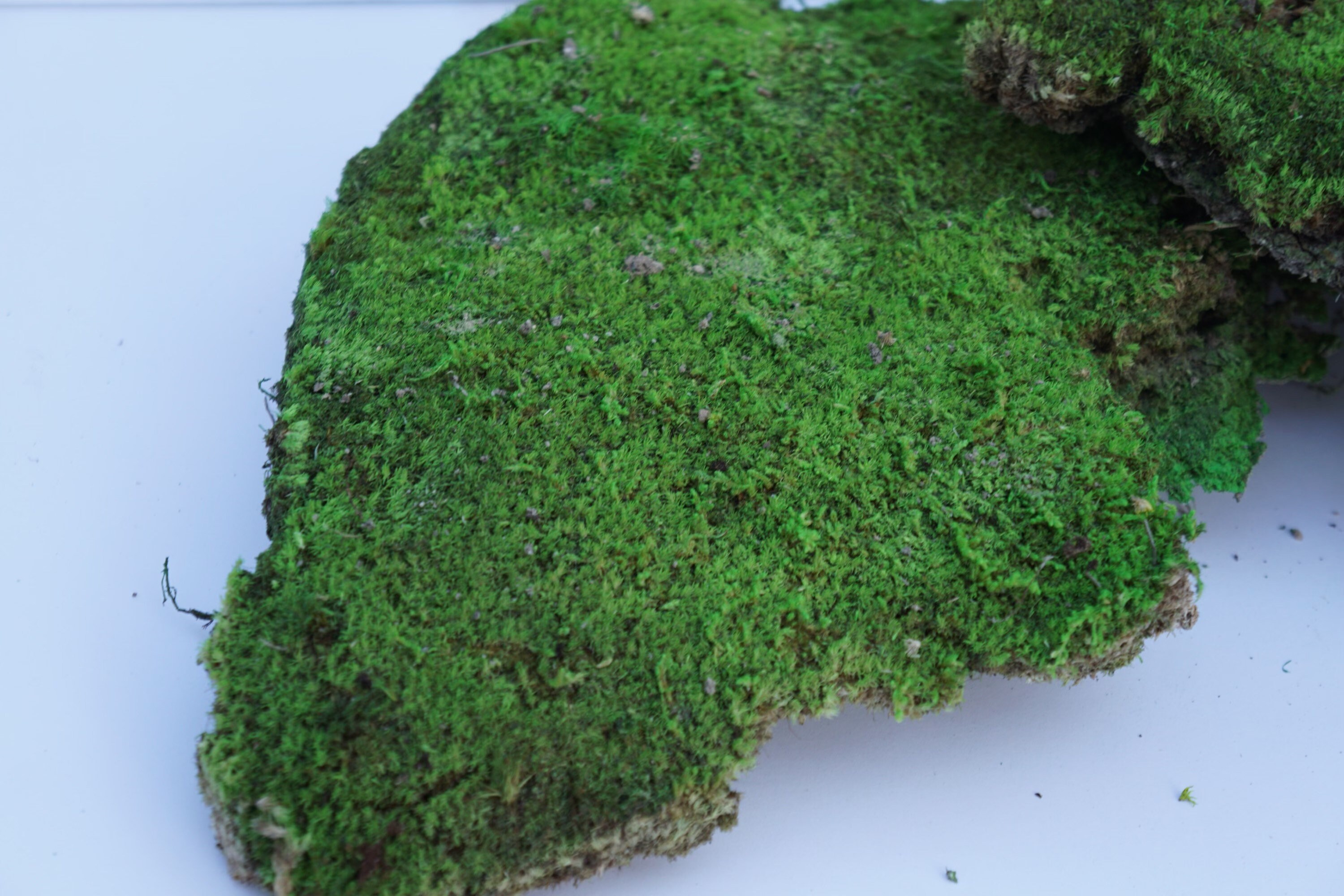 Preserved Pincushion Moss Etsy