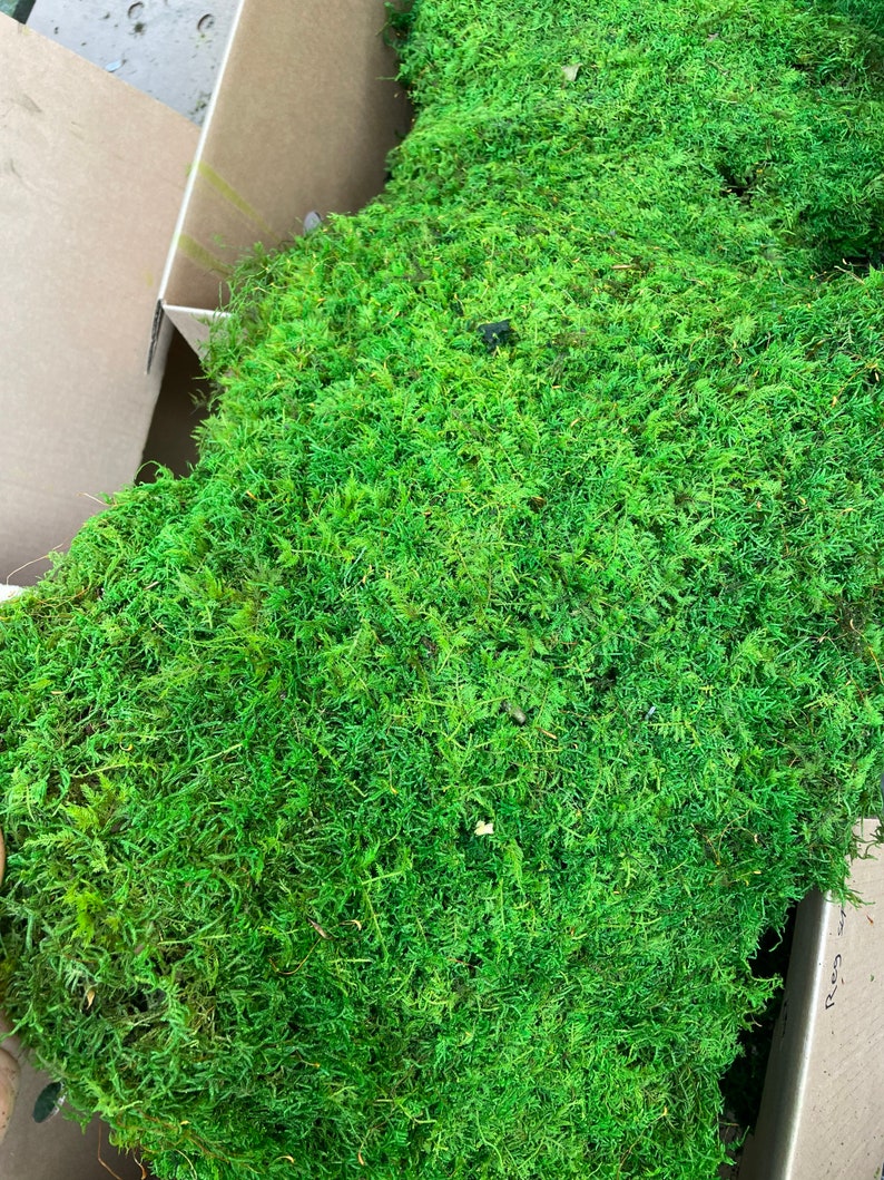 Preserved Sheet Moss Etsy