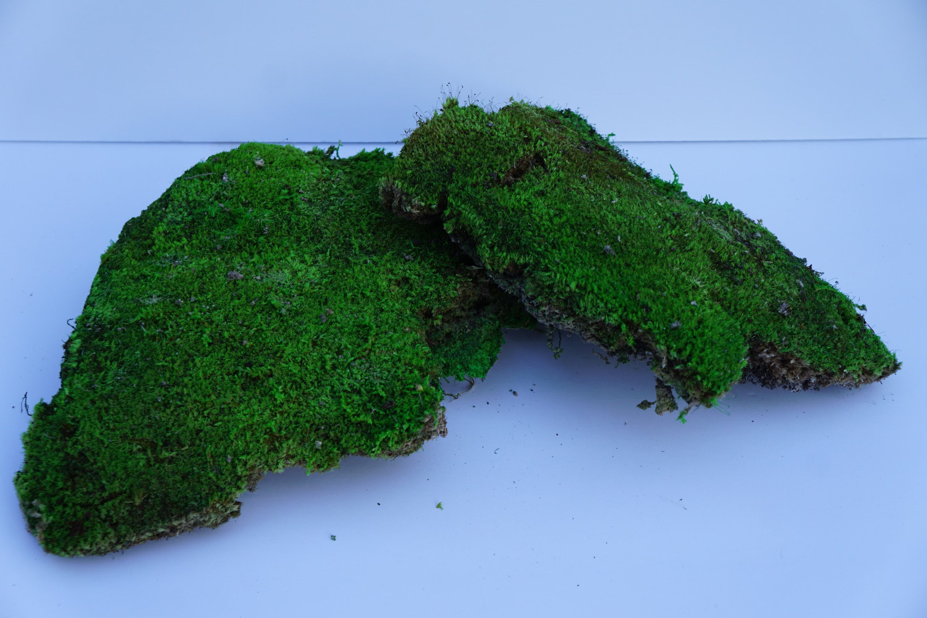 Preserved Pincushion Moss Etsy