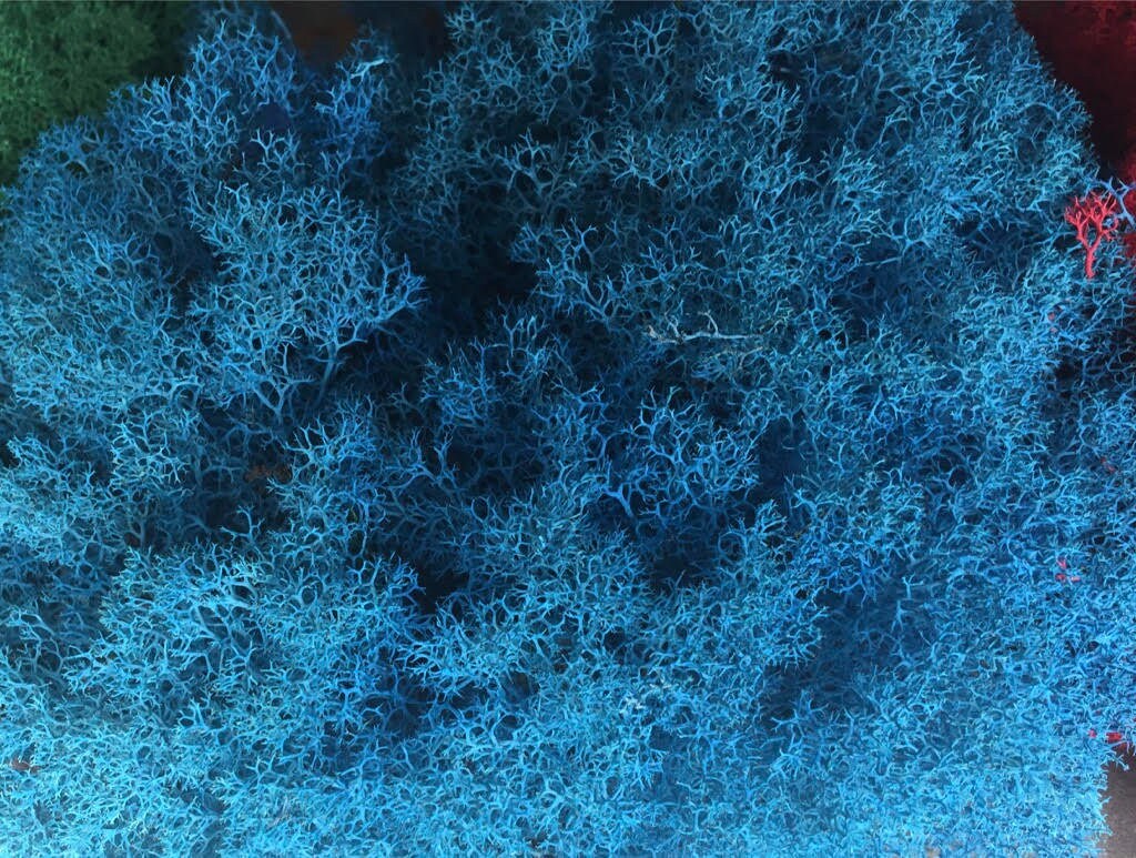 Preserved Reindeer Moss Etsy
