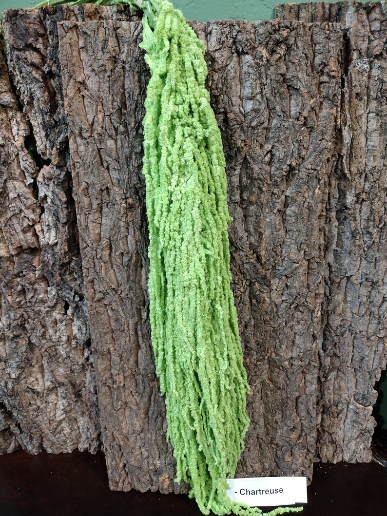 May include: A long strand of green amaranth, also known as tassel flower, hanging against a rustic wood background. The label reads "Chartreuse."