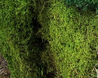 Musgo fresco