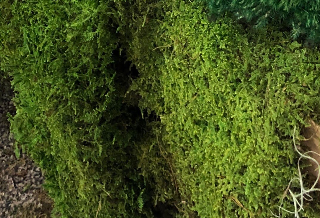 Terrarium Moss Live Moss Fresh From the Appalachian