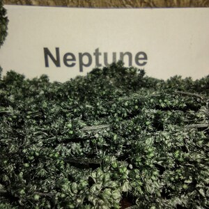 May include: A close-up of a dark green, mossy-like plant with the word "Neptune" written on a white card in the background.