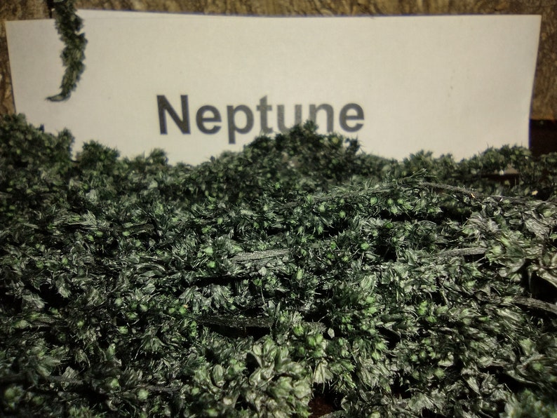 May include: A close-up of a dark green, mossy-like plant with the word "Neptune" written on a white card in the background.