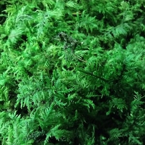 May include: A close-up of a large amount of green moss. The moss is soft and fluffy, and it looks like it would be perfect for a terrarium or other decorative project.