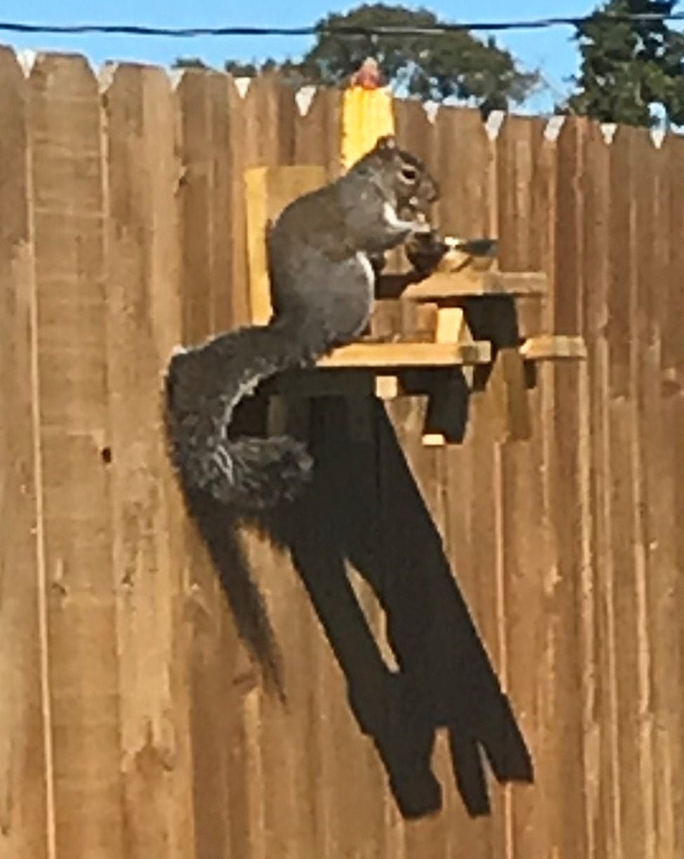 Squirrel Picnic Table, Feeder, One for 30.00 or 2 for 50.00 Pressure