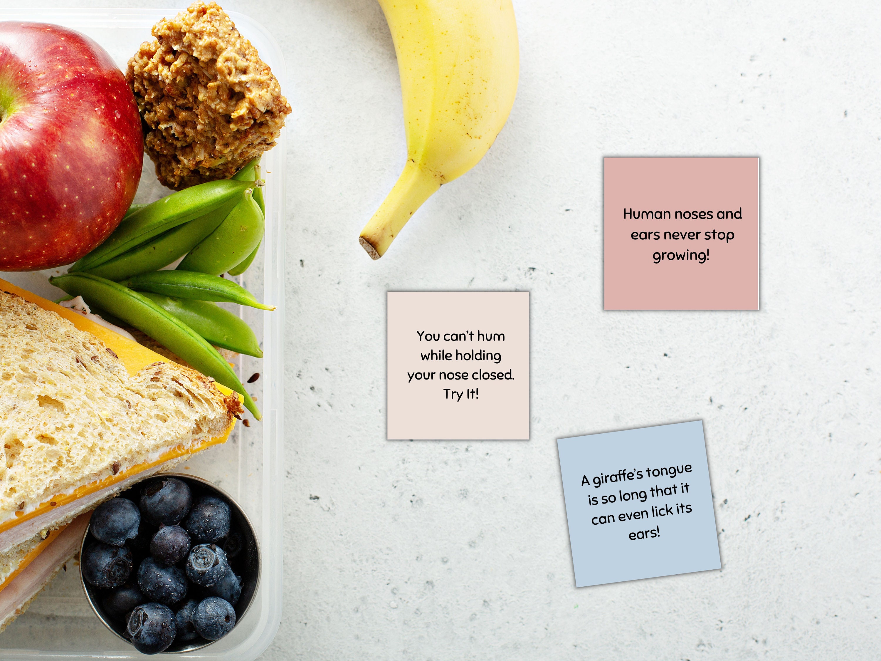 Lunch Box Facts for Kids Lunch Notes Printable Facts for Kids Printable