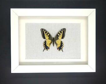 May include: A framed butterfly specimen with black and yellow wings. The butterfly is mounted on a light gray background.