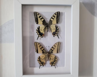 Papilio machaon, svalstjärtfjärilar i vit ram - Naturlig heminredning