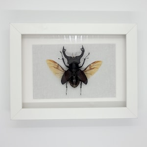 Framed Stag Beetle Art: Lucanus Cervus Insect Display