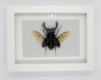Puede incluir: Un espécimen de insecto enmarcado de un escarabajo ciervo volante con alas marrones exhibido sobre un fondo beige.