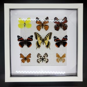Butterfly Collection in White Frame — Unique Home Decor, An Original Gift For Nature Lovers.