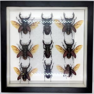 Framed Stag Beetle Display: Lucanus cervus Entomology Art