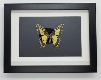 May include: A framed butterfly specimen, presented in a black wooden frame with a white mount. The butterfly, with yellow and black markings, is set against a dark grey background. The wings are open, displaying detailed patterns.