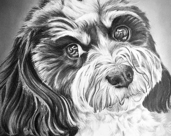 May include: A black and white pencil drawing of a small dog with fluffy fur. The dog has big, dark eyes and a sweet expression.