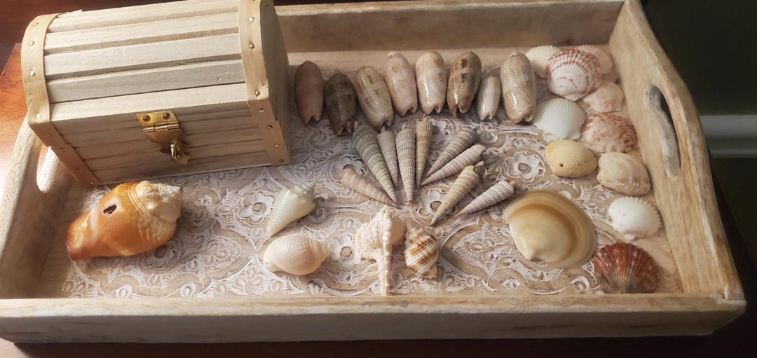 Florida Seashell Treasure Box – Real Beach Shell Collection, Coastal ...