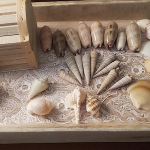 May include: A wooden tray with a carved design holds a variety of seashells and a small wooden treasure chest. The shells are in shades of white, tan, and brown. The chest has a brass clasp.