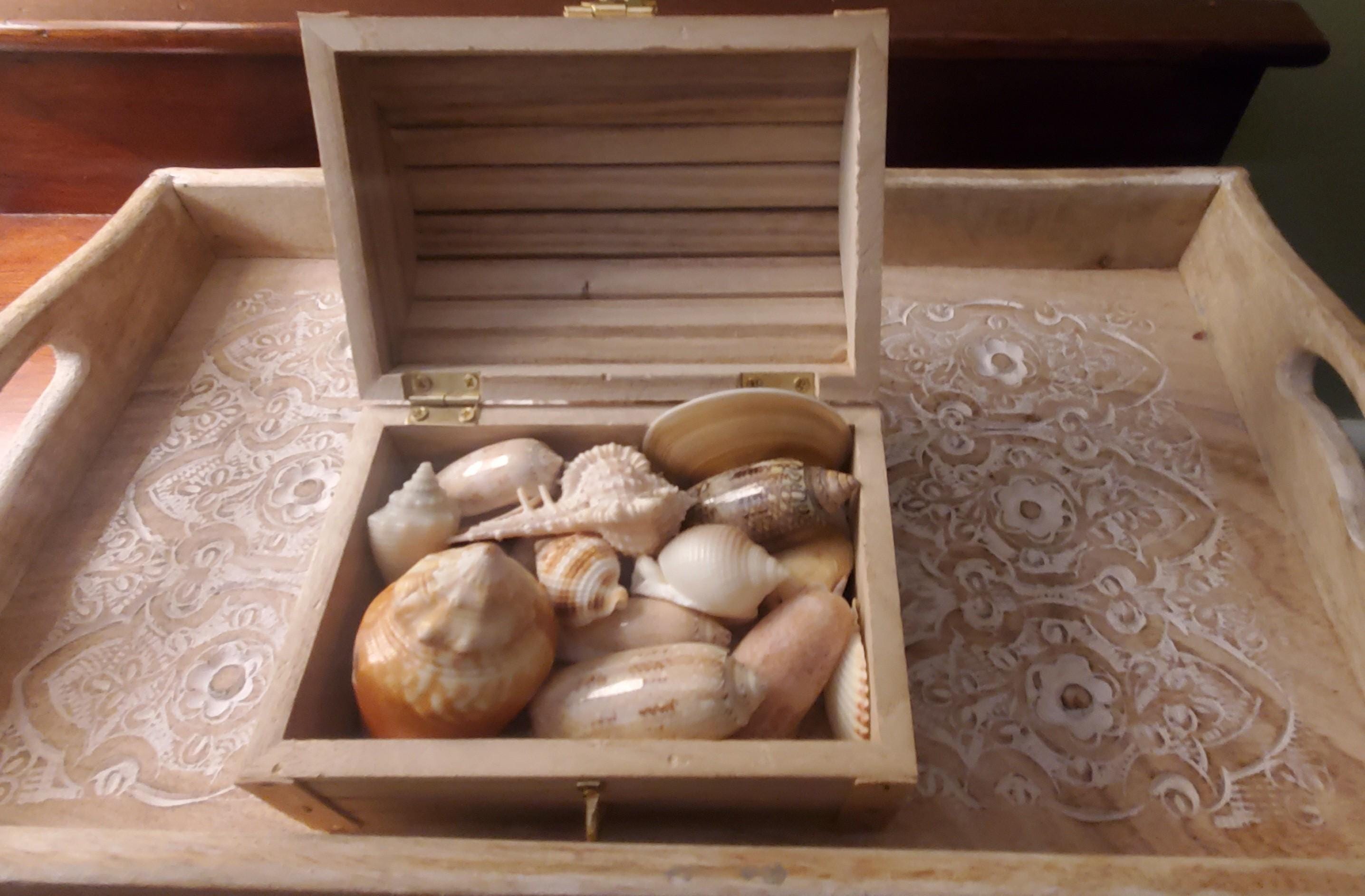 Florida Seashell Treasure Box – Real Beach Shell Collection, Coastal ...