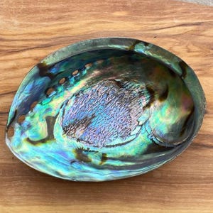 May include: A large iridescent abalone shell with a deep, bowl-like shape. The shell has a green, blue, and purple colour with a dark brown centre.