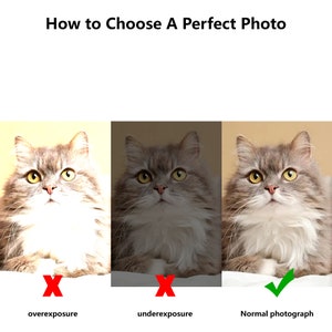 May include: Three images of a cat, showing the difference between overexposure, underexposure, and a normal photograph. The first image is overexposed, the second image is underexposed, and the third image is a normal photograph.