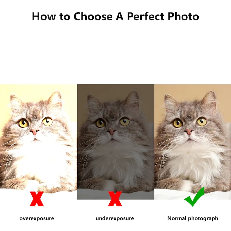 May include: Three images of a cat, showing the difference between overexposure, underexposure, and a normal photograph. The first image is overexposed, the second image is underexposed, and the third image is a normal photograph.