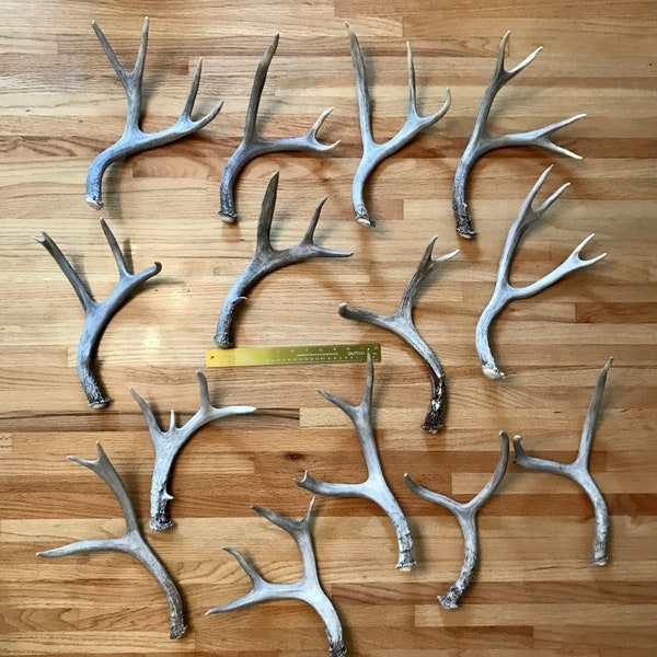 Deer Antler - Medium Size Naturally Shed - Mule Deer, shed antler, shed horn, deer antler, deer horn, dog chew, home decor, craft antler