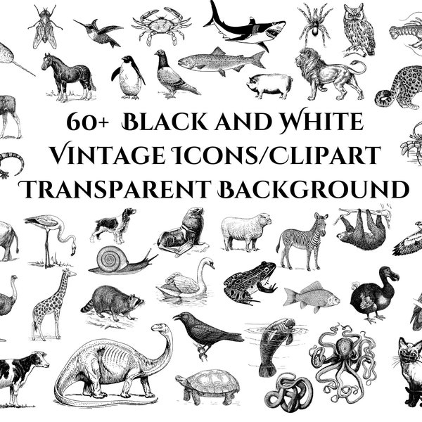 Animal Clipart Bundle Vintage Zoo B/W Drawings  Commercial Personal Use Icons Transparent Backgrounds PNG files Scientific Artwork Graphics