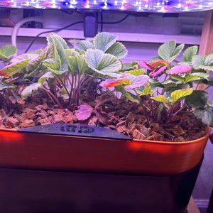 Può includere: Primo piano di una pianta di fragole che cresce in un vaso di terracotta con un manico nero. La pianta ha foglie verdi e un'unica fragola rossa.