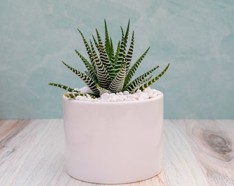 Haworthia Super White Succulent