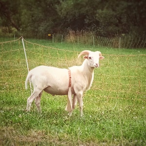 OMittlere Bockschürze mit Schnalle, Deckschürzen, Lederbockschürze, Deckschurz für Schafe und Ziegen. Bild 6