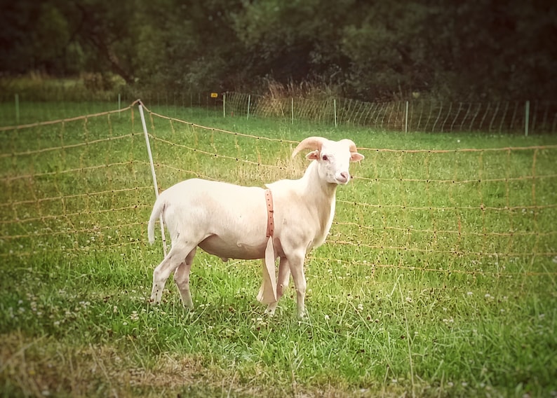 OMittlere Bockschürze mit Schnalle, Deckschürzen, Lederbockschürze, Deckschurz für Schafe und Ziegen. Bild 6