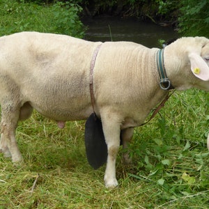 OMittlere Bockschürze mit Schnalle, Deckschürzen, Lederbockschürze, Deckschurz für Schafe und Ziegen. Bild 9