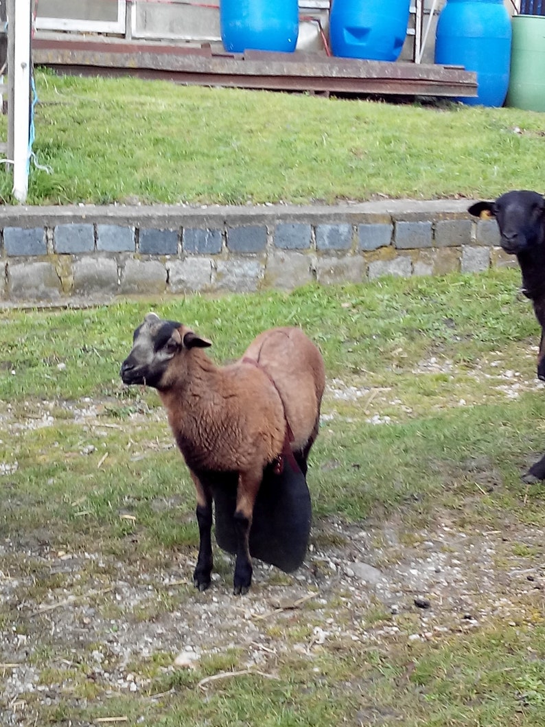 HBockschürzen, Deckschürzen, Lederbockschürze, Deckschurz für Schafe und Ziegen. Bild 7