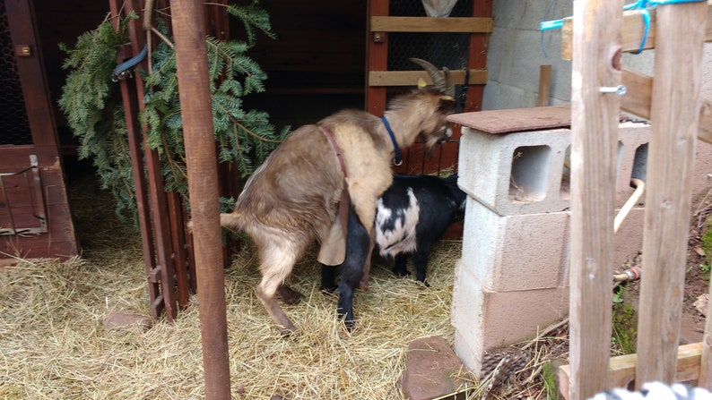 OMittlere Bockschürze mit Schnalle, Deckschürzen, Lederbockschürze, Deckschurz für Schafe und Ziegen. Bild 8