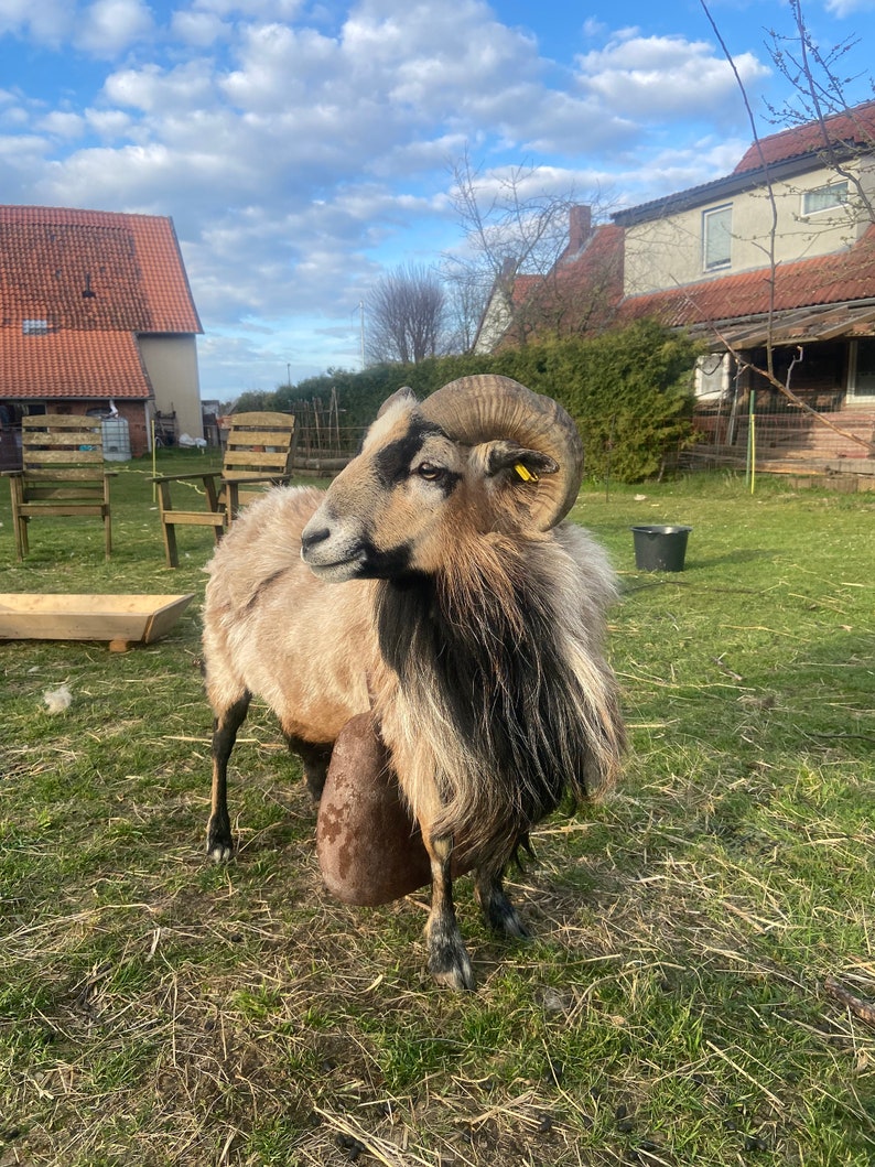 OMittlere Bockschürze mit Schnalle, Deckschürzen, Lederbockschürze, Deckschurz für Schafe und Ziegen. Bild 7