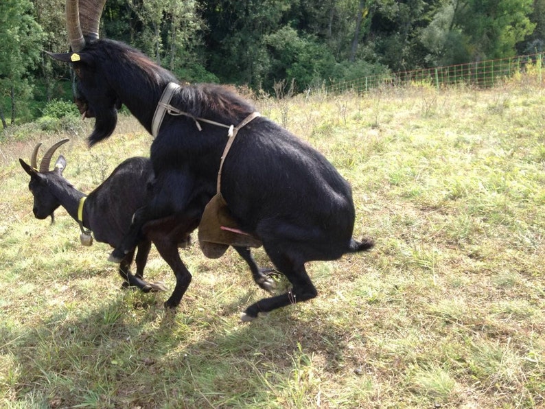 OMittlere Bockschürze mit Schnalle, Deckschürzen, Lederbockschürze, Deckschurz für Schafe und Ziegen. Bild 3