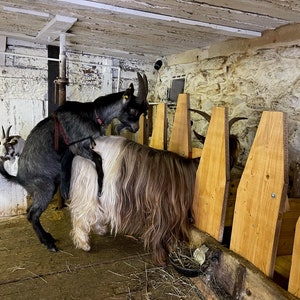 OMittlere Bockschürze mit Schnalle, Deckschürzen, Lederbockschürze, Deckschurz für Schafe und Ziegen. Bild 4
