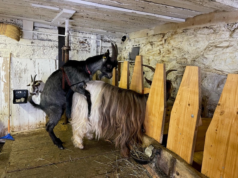 OMittlere Bockschürze mit Schnalle, Deckschürzen, Lederbockschürze, Deckschurz für Schafe und Ziegen. Bild 4