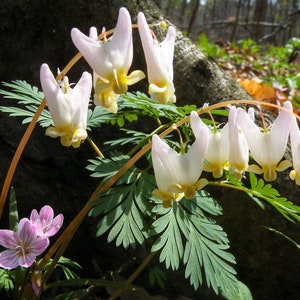 10+ Dutchman’s Breeches Seeds