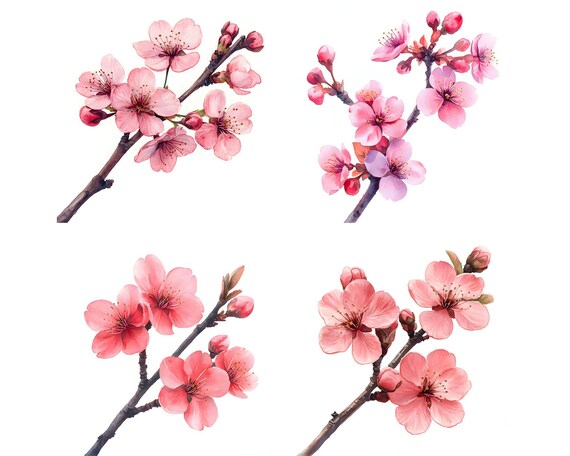 水彩画の桜のクリップアート：春の花のイラスト（JPGファイル24枚