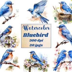 Clipart oiseau bleu, 20 fichiers JPG de haute qualité, clipart oiseau oiseau bleu aquarelle, créations numériques en papier, scrapbooking, fabrication de cartes, usage commercial