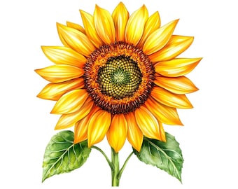 Aquarell Sonnenblume Clipart: 16 PNG Illustrationen (Digitaler Download)