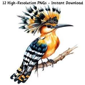 Imágenes prediseñadas de abubilla en acuarela, 12 archivos PNG, arte de aves exóticas pintado a mano para manualidades, invitaciones y decoración, descarga digital, uso comercial