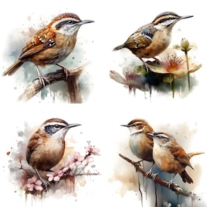 Carolina Wren Clipart, 16 JPGs, Akwarela Carolina Wren, Obrazy ptaków, Sztuka ścienna z ptakami, Sztuka żłobkowa, Cyfrowe rzemiosło papierowe, Wykorzystanie komercyjne