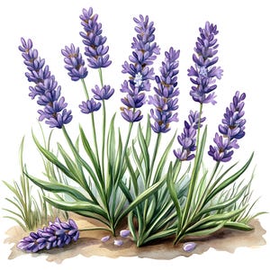 Aquarel lavendel clipart, 12 png-bestanden, lavendel illustratie, lavendel afdrukbaar, kaarten maken, scrapbooking, papercraft, digitale download
