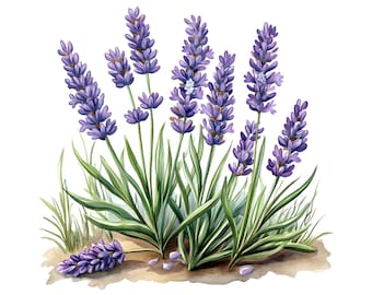 水彩ラベンダーのクリップアート：12種類のPNG花のイラスト（デジタル