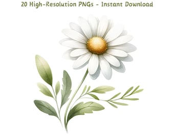 Watercolor Daisy Clipart: Botanical PNG Floral Illustration (Digital Download)