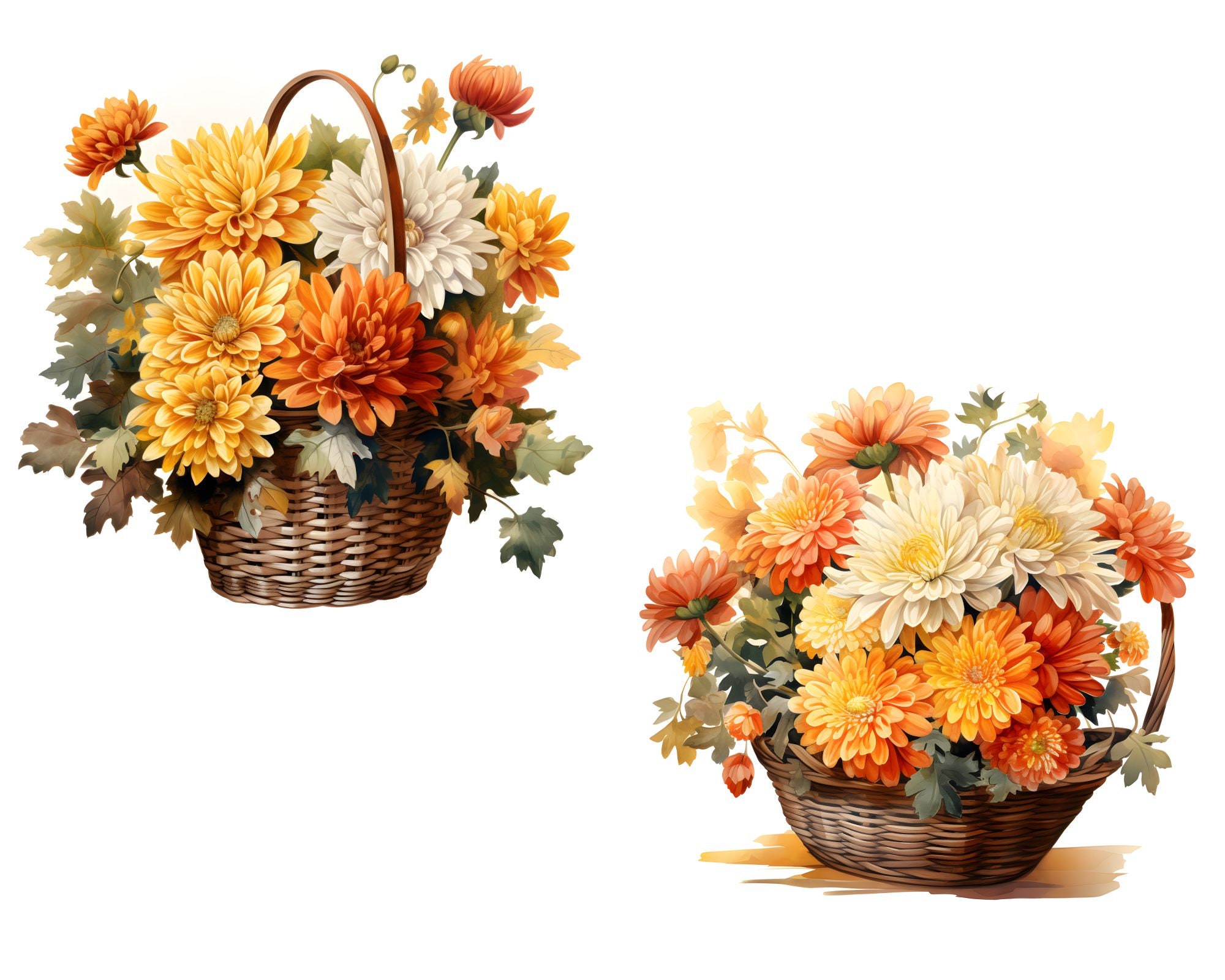 Watercolor Chrysanthemum Clipart, 14 High-quality Jpgs, Chrysanthemums